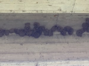 Swallows have built nests in the bridge over one of our favorite paddling rivers.