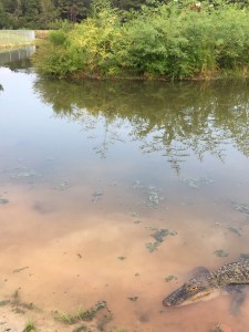 See? He's under there somewhere!