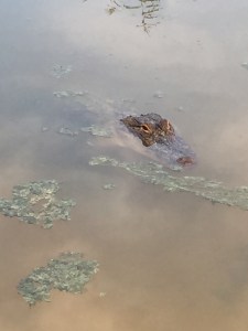 Suspiciously stick-like gator head.