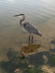 We did finally see a bird. (Where were you earlier, dummy?)