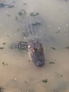 I get the concept of camouflage, but he shouldn't match the lake water this closely!